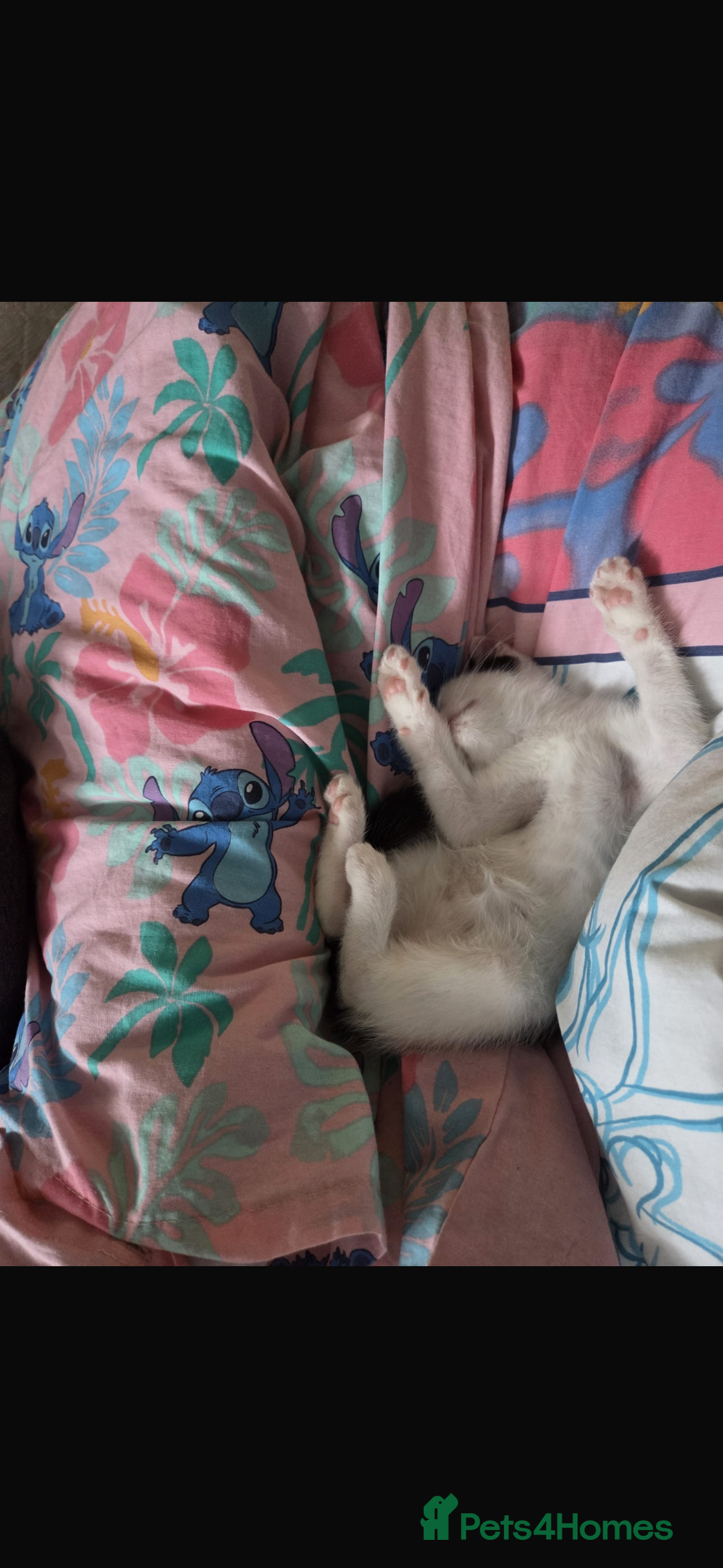 Mixed Breed cats for sale: Baby kitten for sale - Image 3