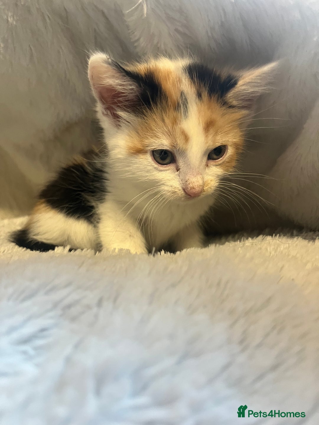 Mixed Breed cats for sale: 🐾 Beautiful 8 week old Calico Female Kittens - Advert 6