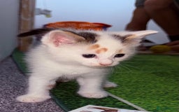 Domestic Shorthair cats for sale: 1 male and 2 female cats for sale - Image 5