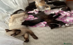 Mixed Breed cats for sale: siamese x siberian tuxedo kittens - Advert 14