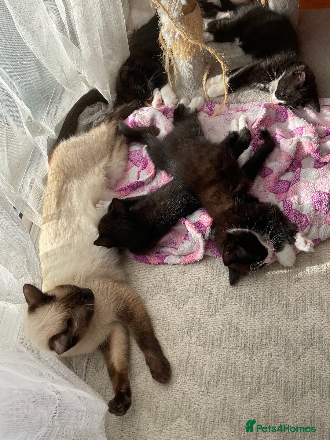 Mixed Breed cats for sale: siamese x siberian tuxedo kittens - Advert 14