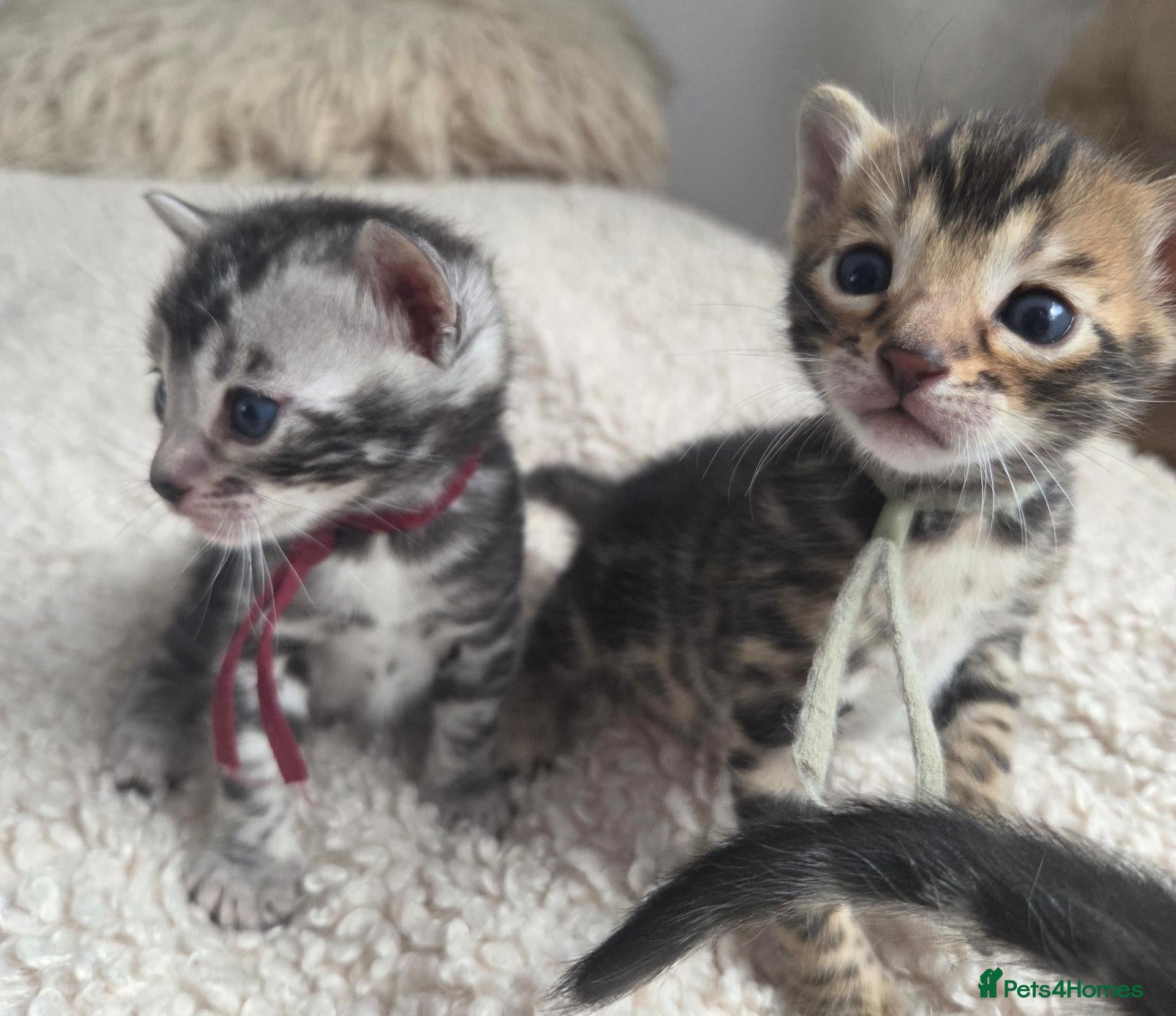 Bengal cats  Purebred TICA Registered 4 Bengal Kittens 🐾 - Advert 1