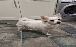 Mixed Breed dogs for sale: New home for Sisi - Image 2