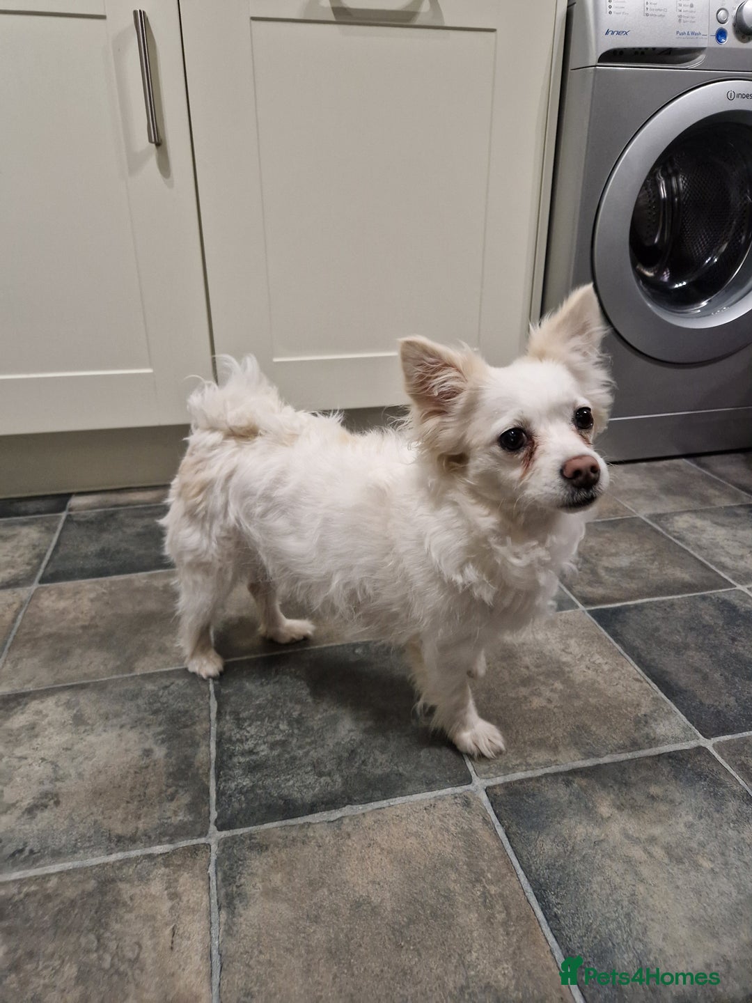 Mixed Breed dogs for sale: New home for Sisi - Image 2