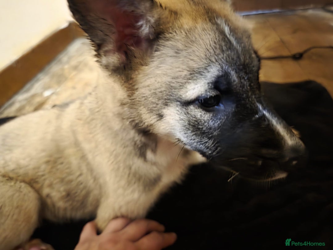Huskita dogs for sale: huakey akita - Image 3