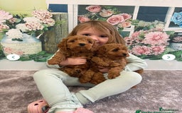 Cavapoo dogs for sale: 7 perfect f1b cavapoo’s. Fully dna & health clear. - Image 5
