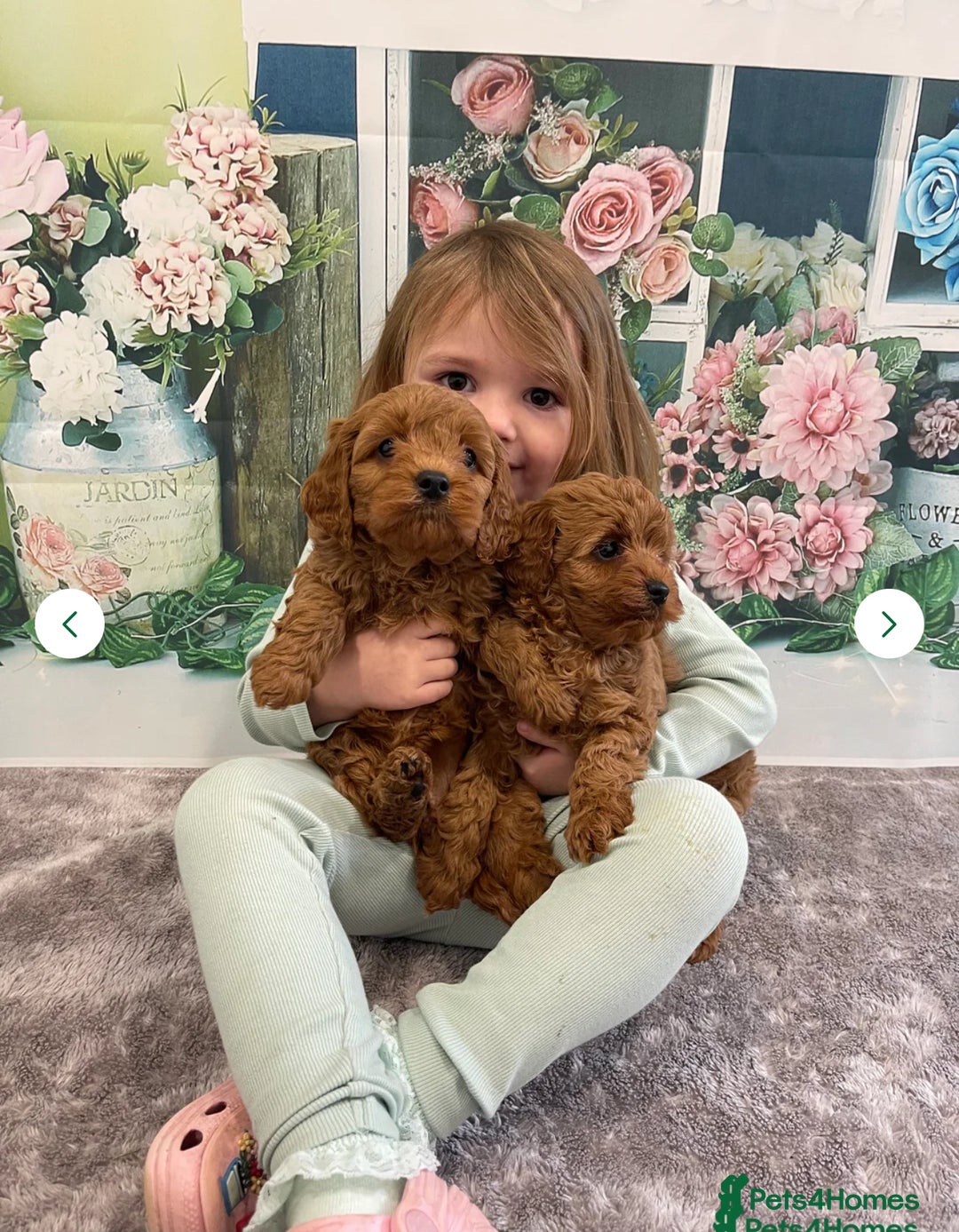 Cavapoo dogs for sale: 7 perfect f1b cavapoo’s. Fully dna & health clear. - Image 5