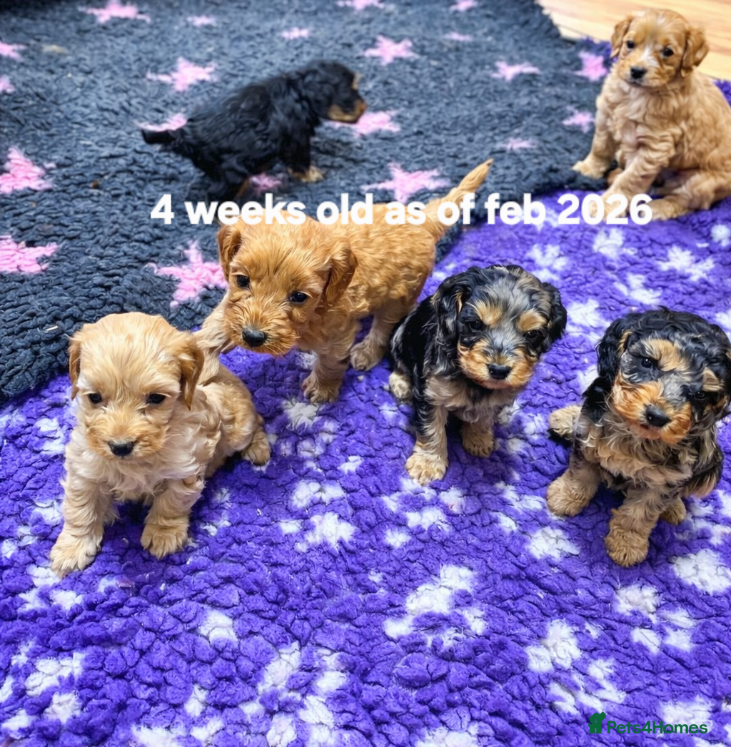 Cockapoo dogs Cockapoo puppies - Advert 6