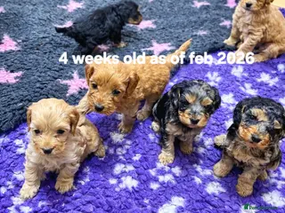 Cockapoo dogs Cockapoo puppies - Advert 6