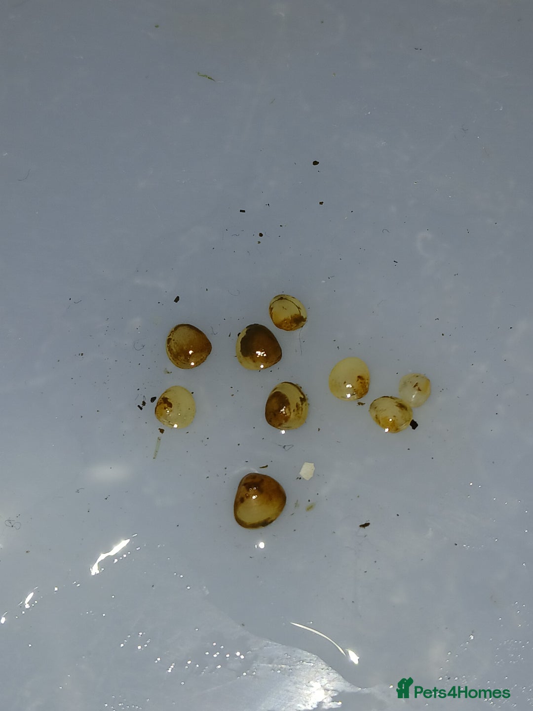 Other/Mixed Breed fish for sale: Pea mussel/ finger nail clam - Advert 1