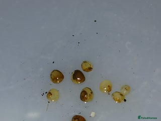 Other/Mixed Breed fish Pea mussel/ finger nail clam - Advert 2