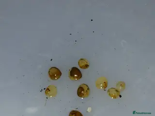 Other/Mixed Breed fish Pea mussel/ finger nail clam - Advert 14