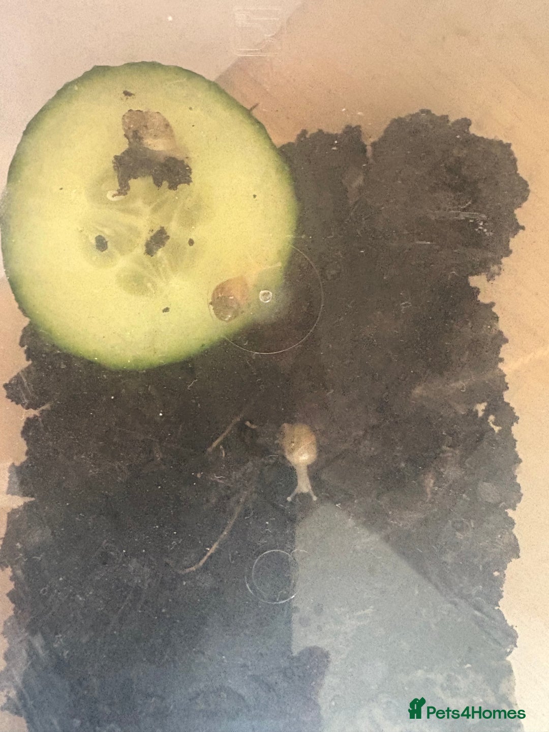 Snails invertebrates for sale: Baby giant African land snails  - Image 1