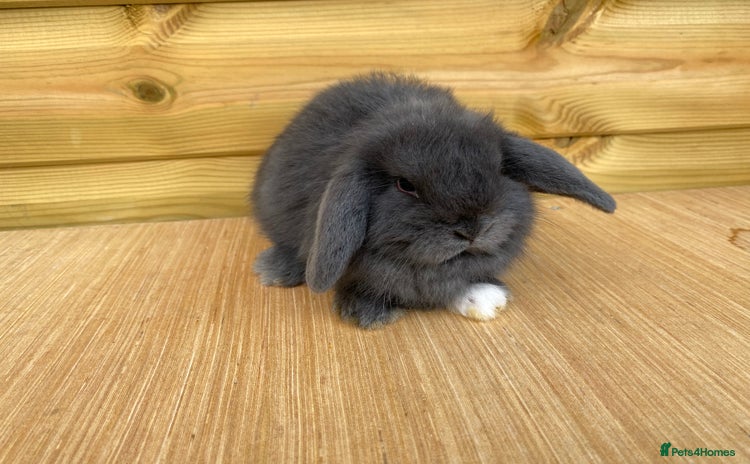 Mini Lop rabbits - Advert 1
