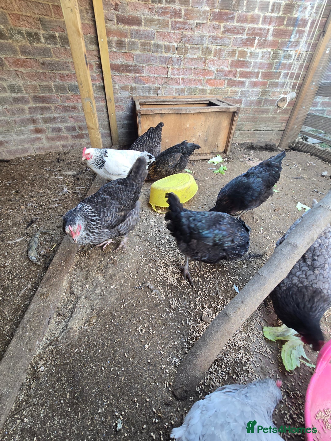 Chickens poultry for sale: Chickens  - Image 3