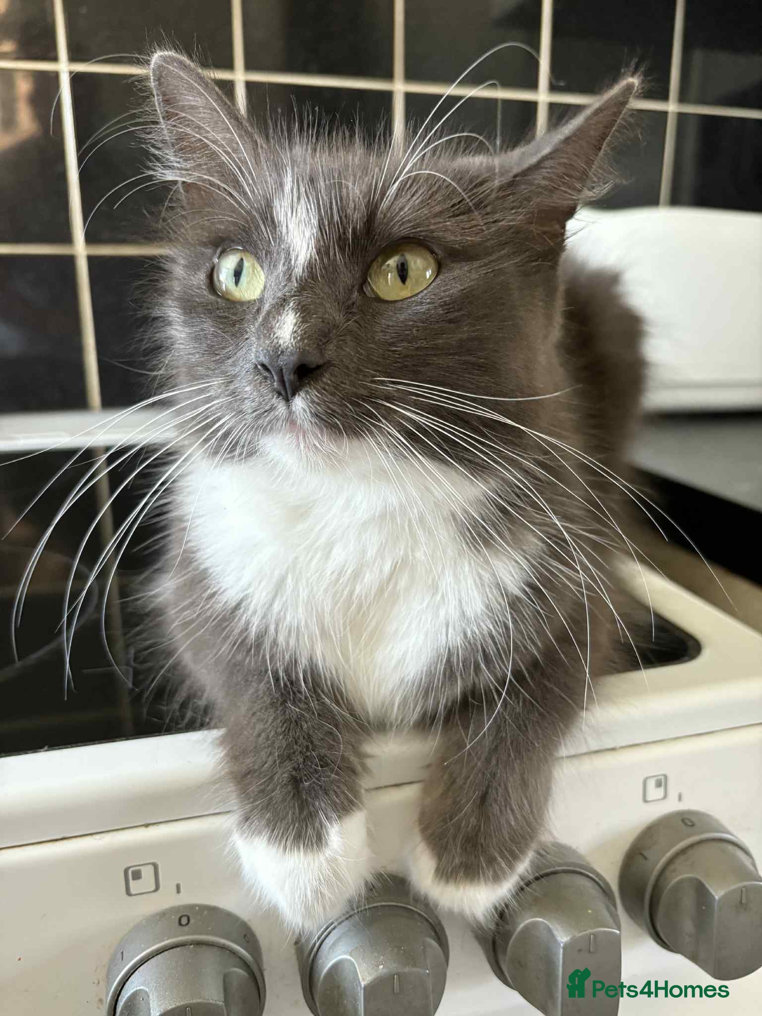 Ragdoll cats Ragdoll boys - Advert 4