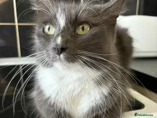 Ragdoll cats Ragdoll boys - Advert 4