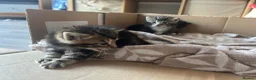 British Longhair cats for sale: Tabby long haired female  in Leeds - Advert 5