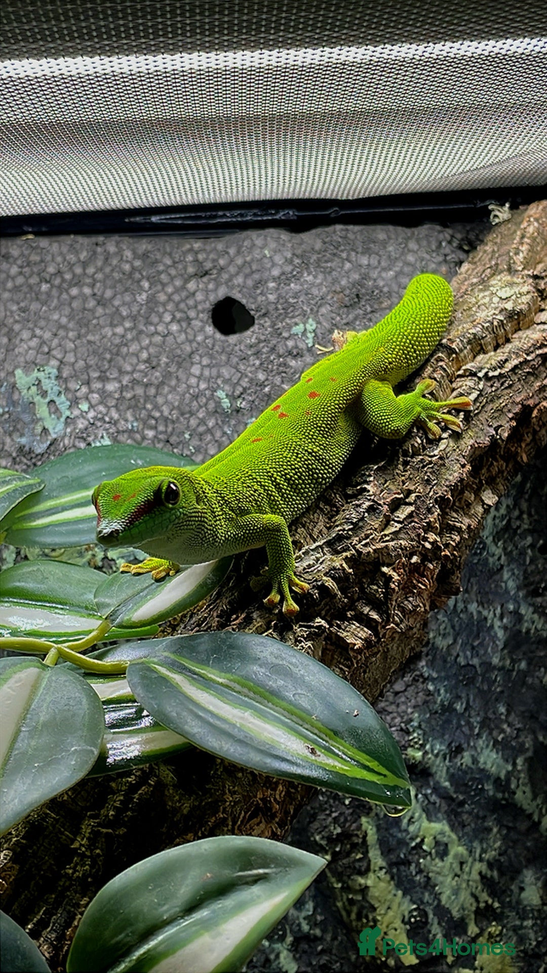 Gecko reptiles for sale: Unsexed CB24 Giant day Gecko  with terrarium  - Image 1