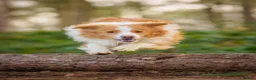 Border Collie dogs for sale: Beautiful Border Collie Puppies-KC Registered - Advert 8