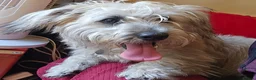 Mixed Breed dogs for sale: Possible puppies available-LOVING HOMES ONLY in Basildon - Advert 7