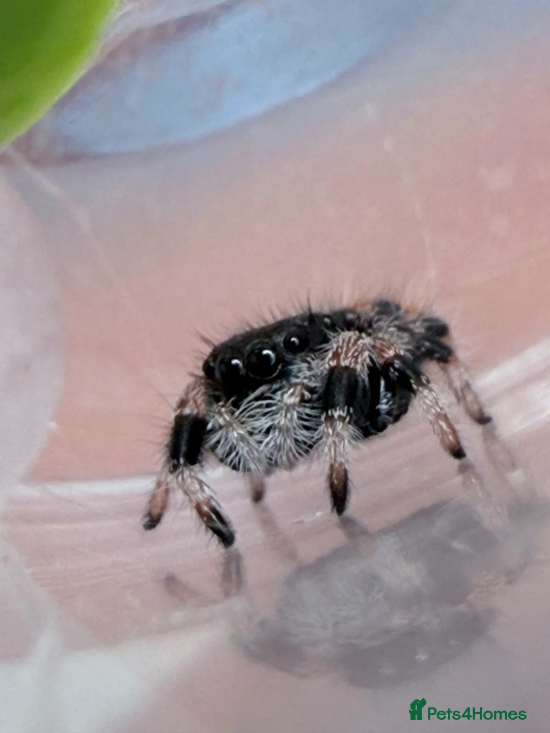 Spiders invertebrates for sale: Phidippus Regius Florida Everglades - Advert 2