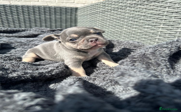 French Bulldog dogs - Advert 13