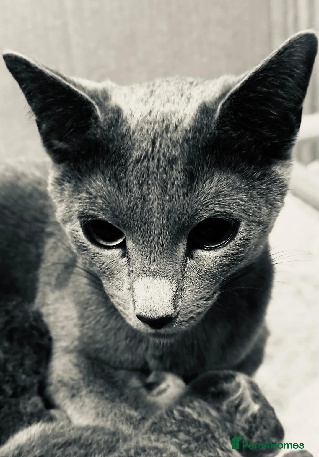 Russian Blue cats for sale: *One Beautiful Russian Blue Male Kitten Left!* - Advert 12
