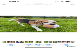 Beagle dogs for sale: 10 year old beagle up for adoption.  - Image 6