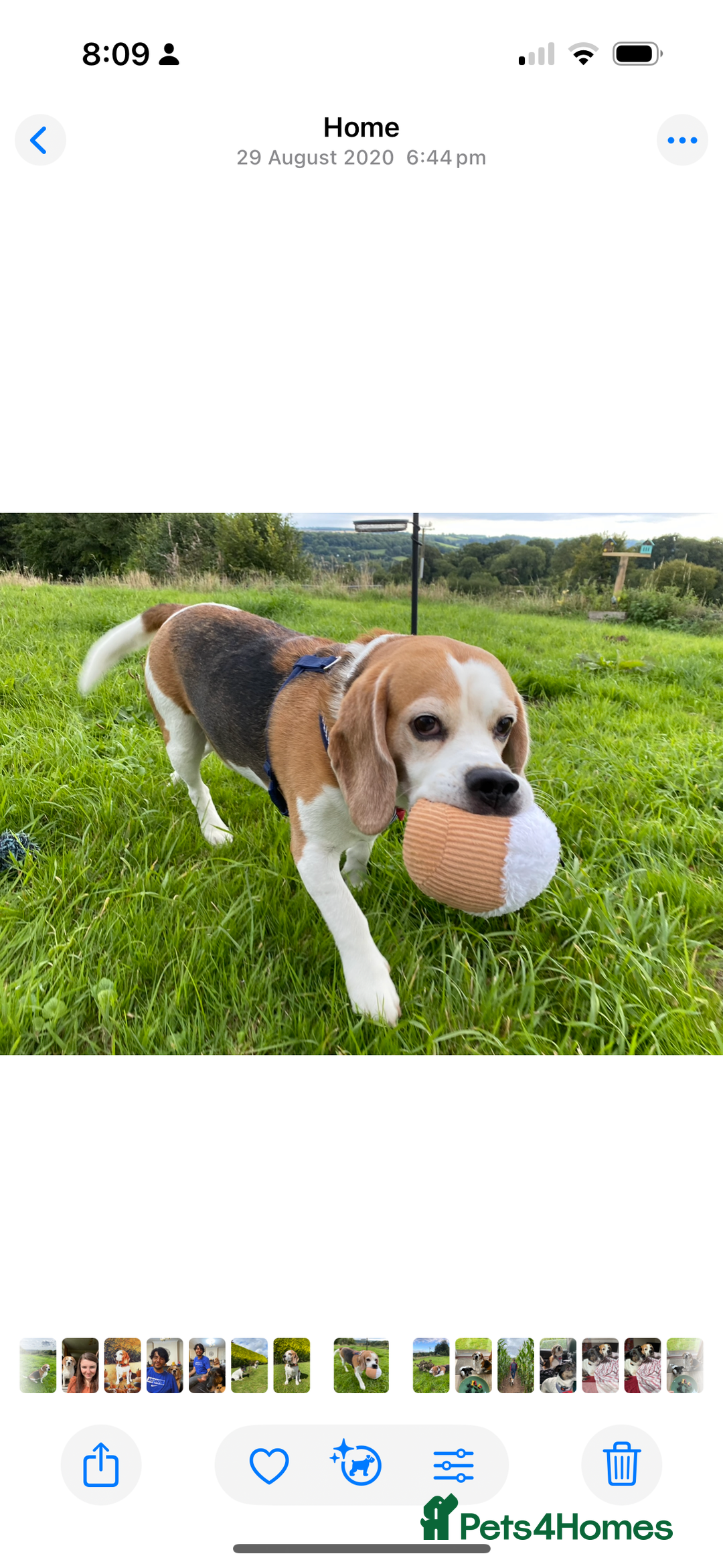Beagle dogs for sale: 10 year old beagle up for adoption.  - Image 6