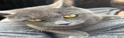 British Shorthair cats for sale: Blue BSH 6 month old Tom  - Advert 3