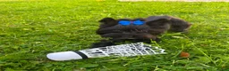 Yorkshire Terrier dogs for stud: Black Yorkshire Terrier Stud - Advert 3