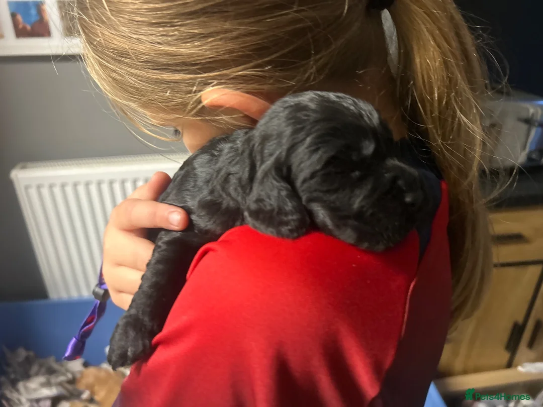 Cocker Spaniel dogs for sale: Working cocker spaniel puppies  - Advert 2