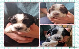 Cockalier dogs for sale: Stunning girls. DNA health tested parents  - Image 1