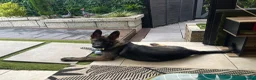 German Shepherd dogs for sale: 4 months old German Shepherd puppy - Advert 2