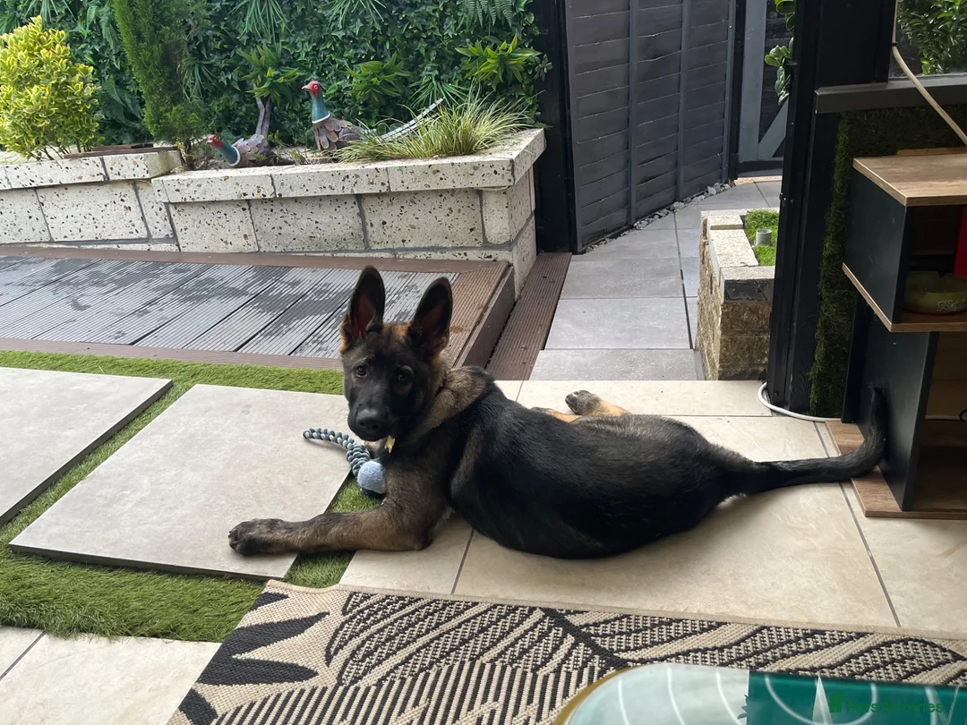 German Shepherd dogs for sale: 4 months old German Shepherd puppy - Advert 2