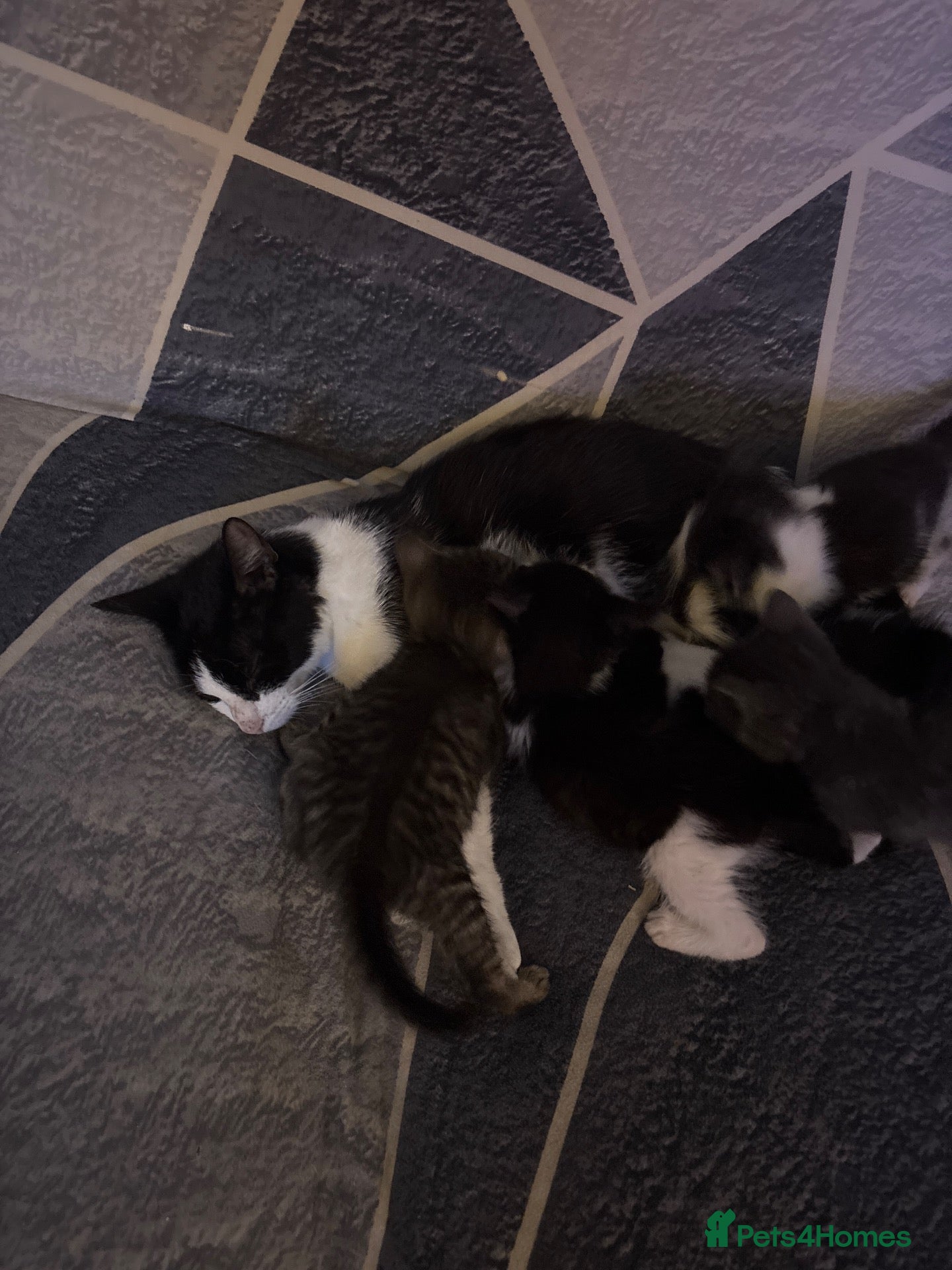 Mixed Breed cats Kittens - Advert 1