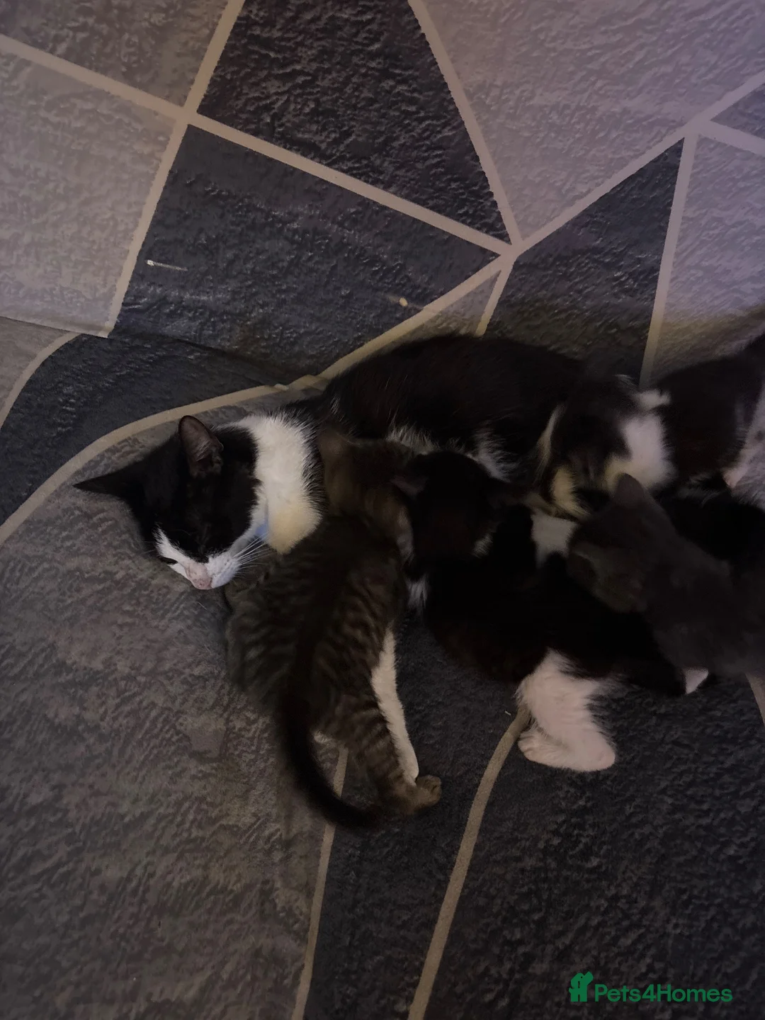Mixed Breed cats for sale: Kittens in Launceston - Advert 1