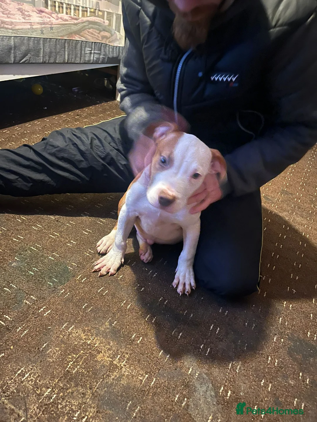 Mixed Breed dogs for sale: Male puppy for sale - Advert 4