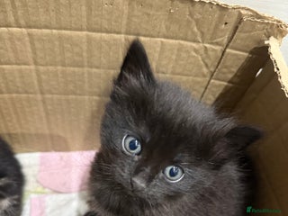 American Shorthair cats Beautiful black kitten left - Advert 1