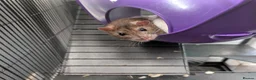 Rat rodents for sale: Social Cozy Brothers - Advert 2