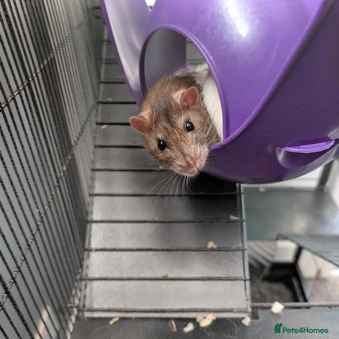 Rat rodents for sale: Social Cozy Brothers - Advert 2
