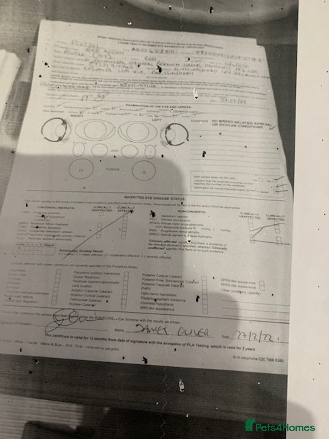 Cockapoo dogs for sale: beautifull fib cockerpoos  - Advert 15