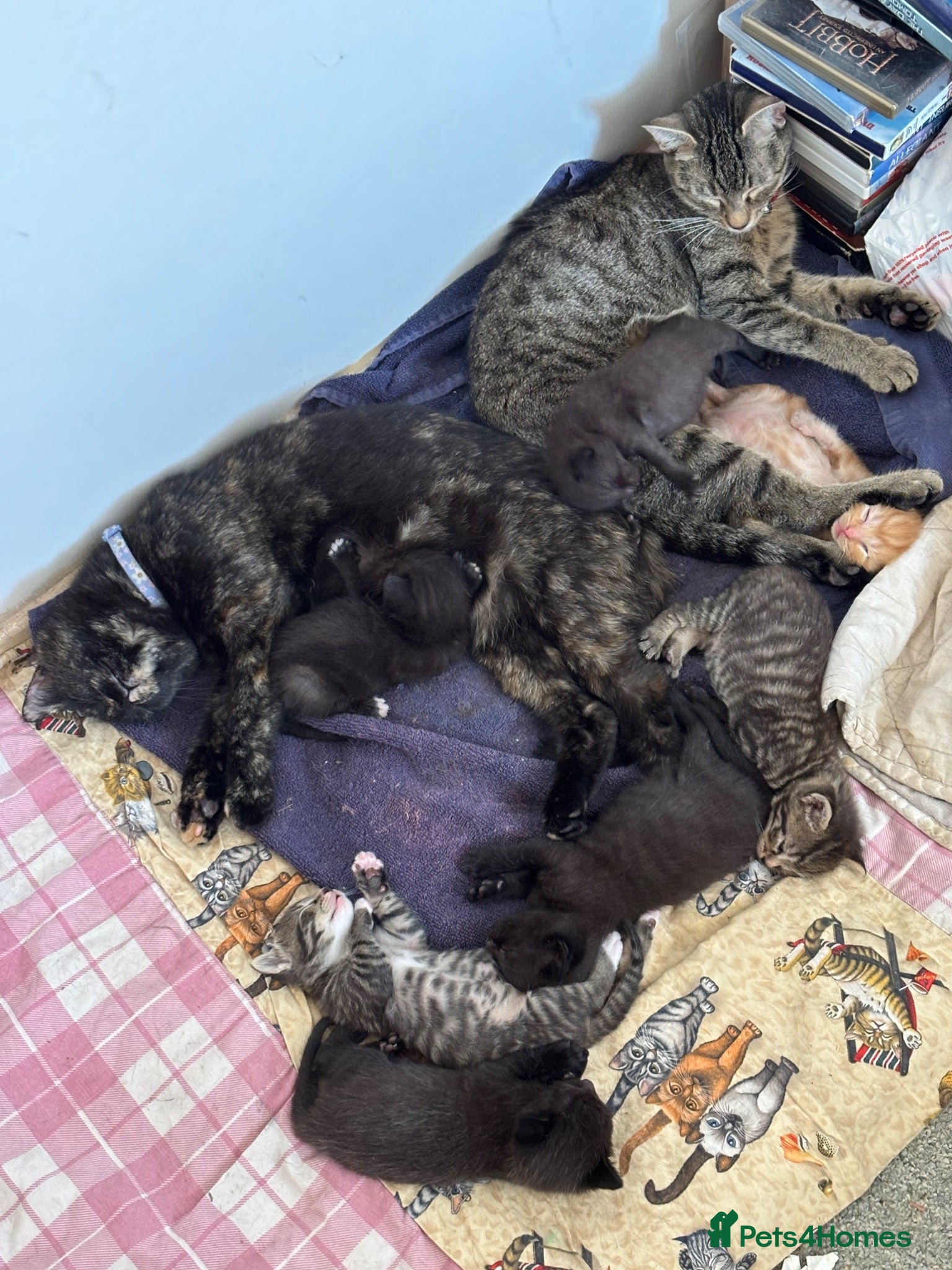 Mixed Breed cats 3 Adorable kittens ready to leave very soon - Advert 1