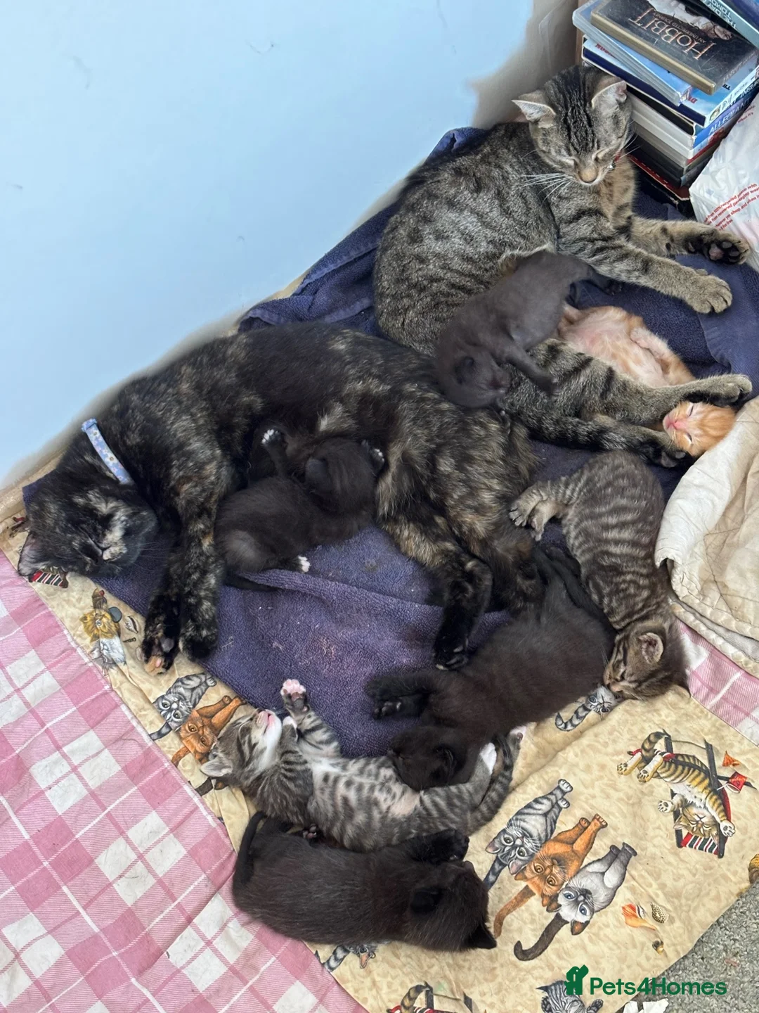 Mixed Breed cats for sale: 3 Adorable kittens ready to leave very soon - Advert 1