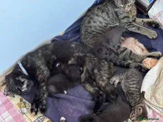 Mixed Breed cats AVAILABLE NOW!! 3 Adorable kittens - Advert 8