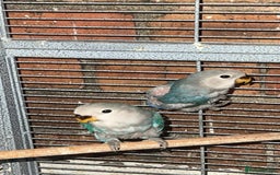 Lovebirds birds for sale: love bird chicks - Image 3