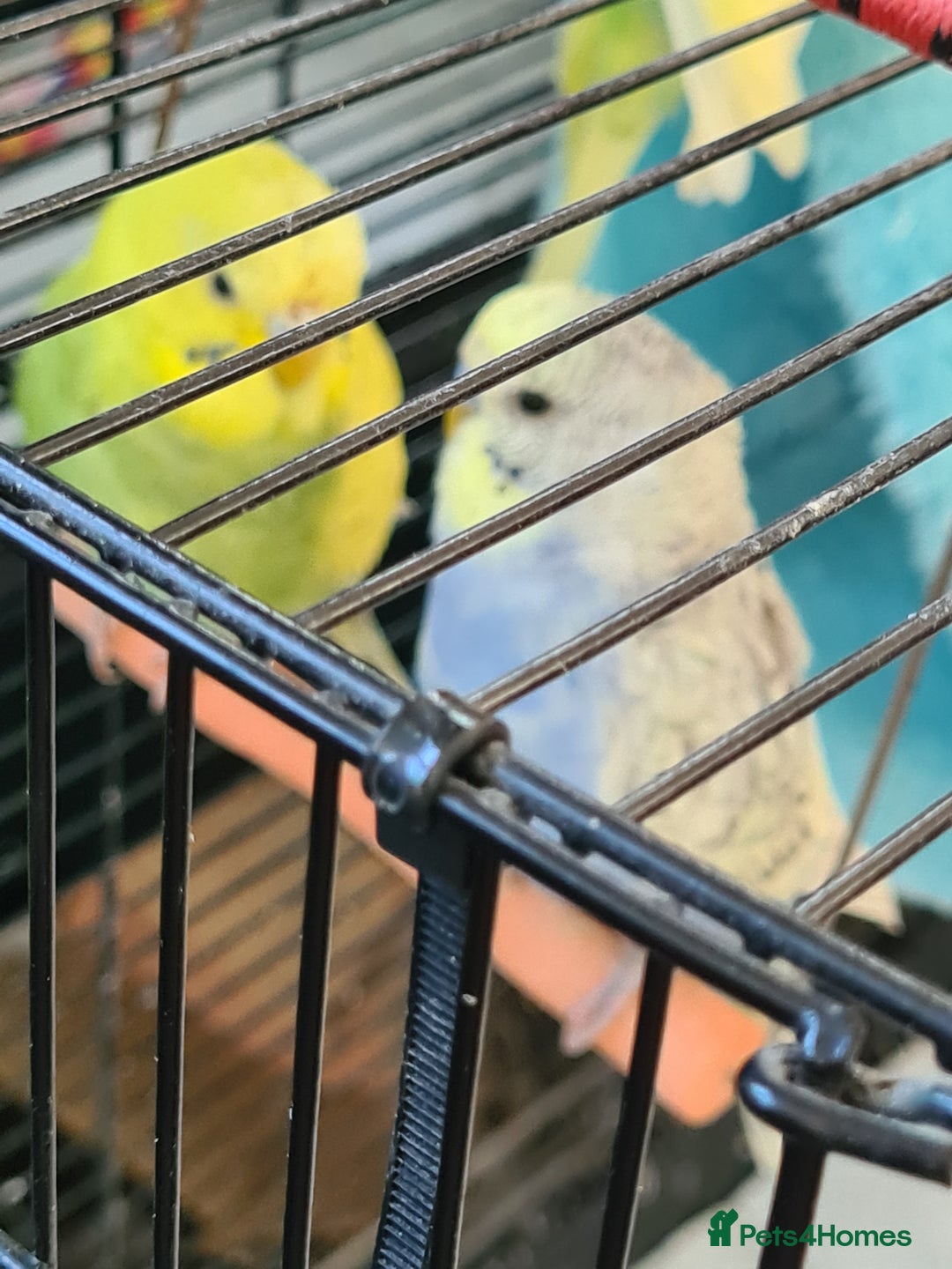 Budgerigars birds for sale: 4 X YOUNG BUDGIES COMPLETE WITH CAGE  - Advert 2