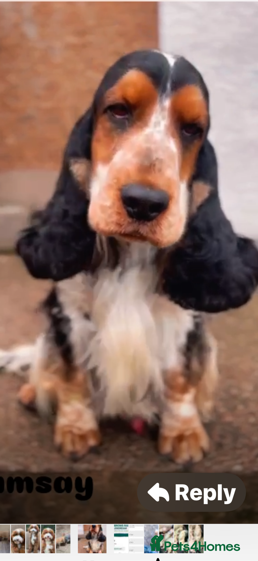 Cocker Spaniel dogs for sale: Ready Now Cocker Spaniel Male - Advert 8