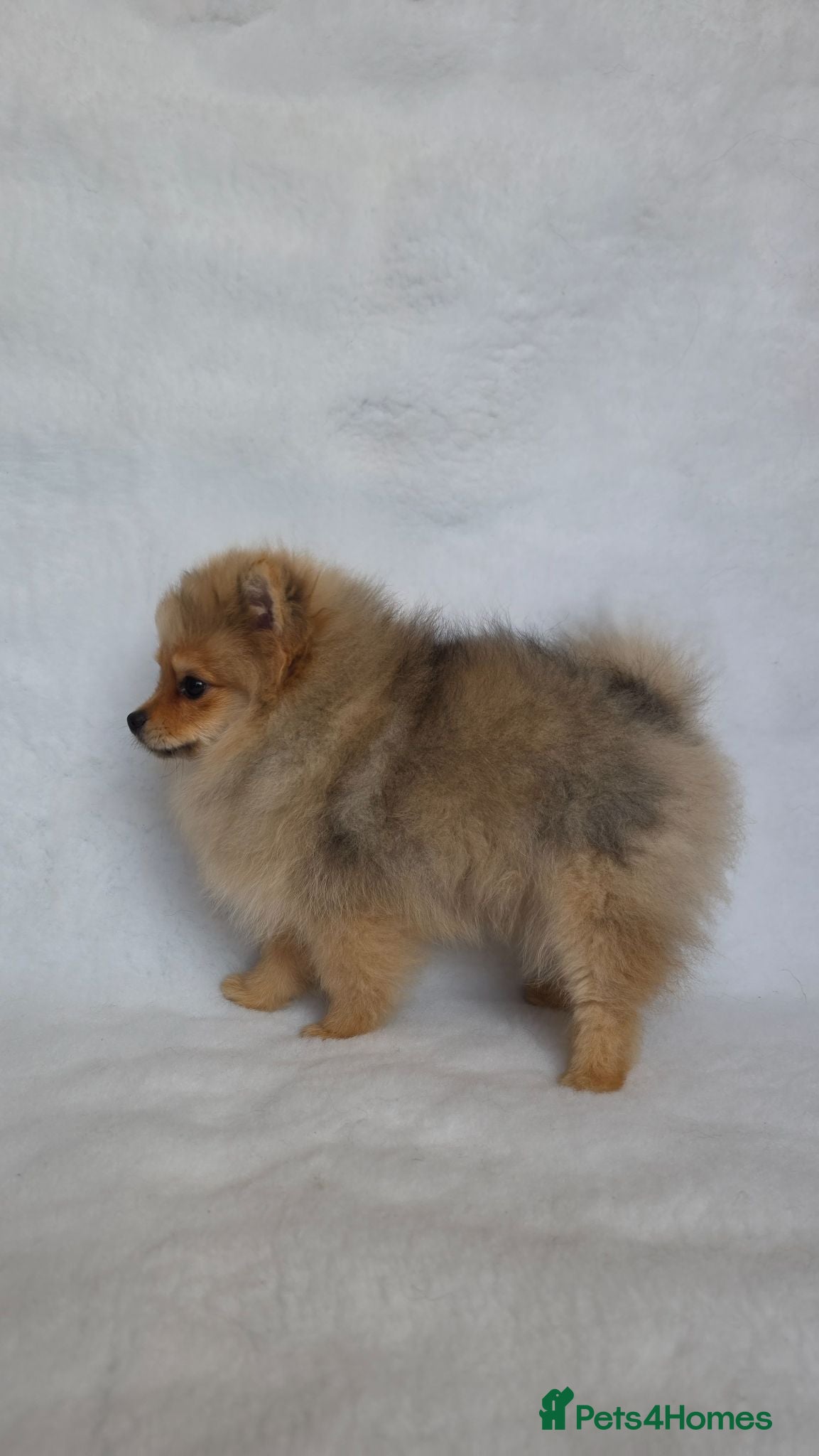 Pomeranian dogs Pomeranian puppies rare colour - Advert 2